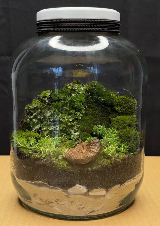 Bosque eterno